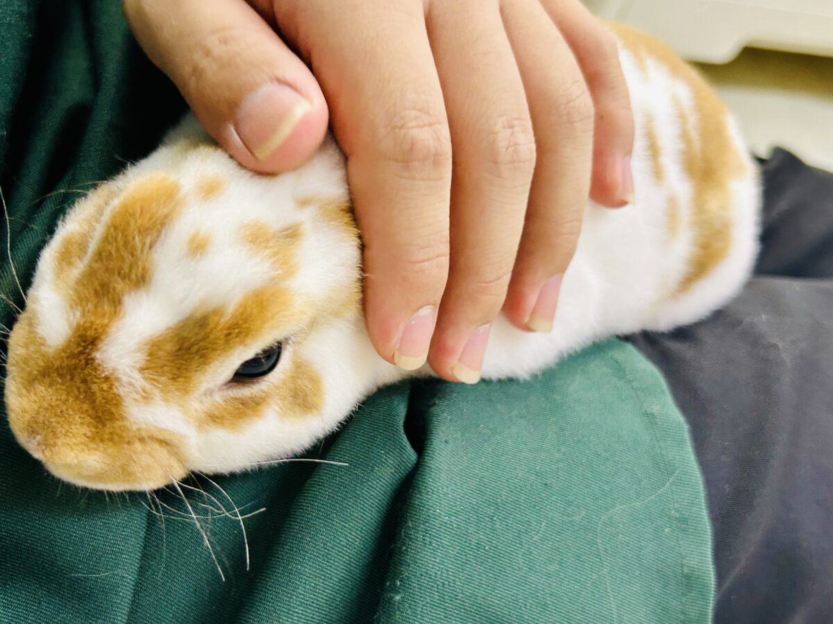 ミニレッキス