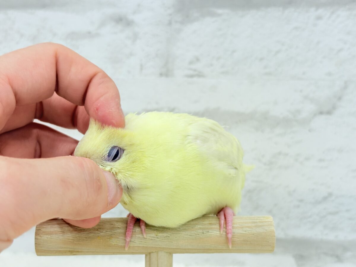 サザナミインコ