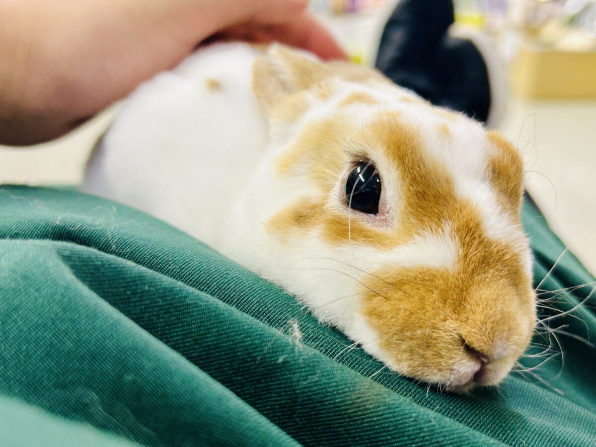 ミニレッキス