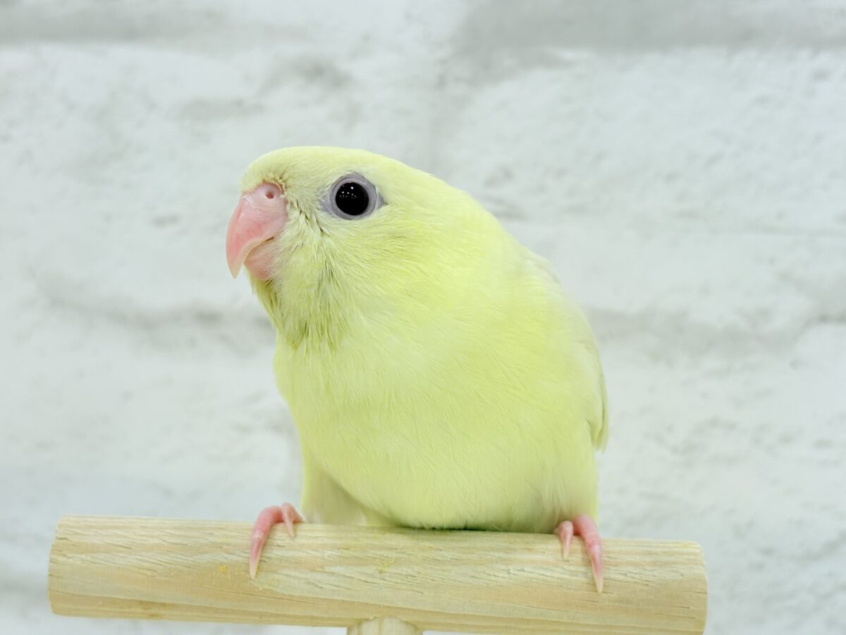 サザナミインコ