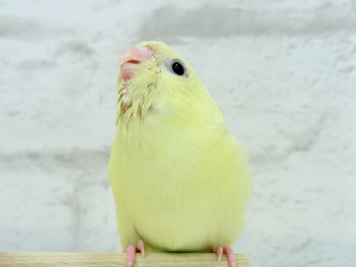 サザナミインコ