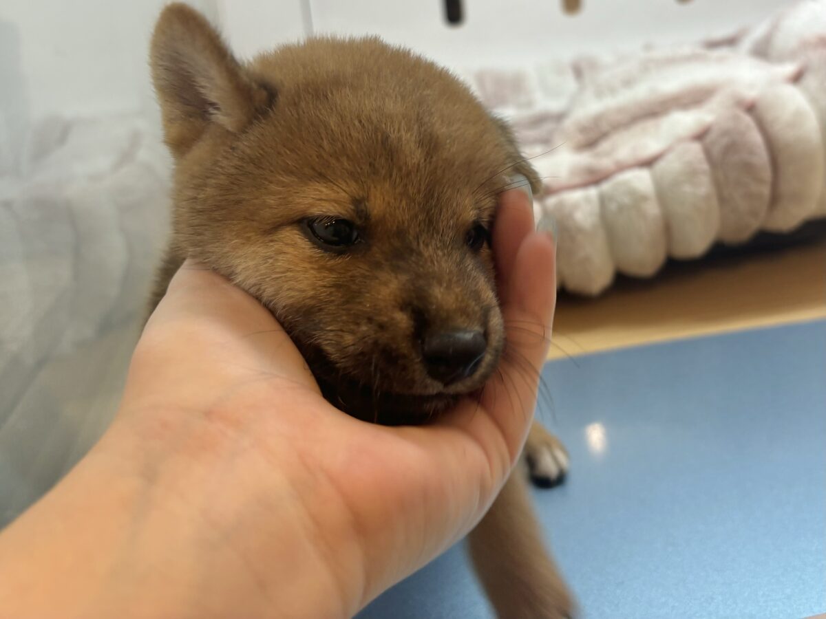 柴犬