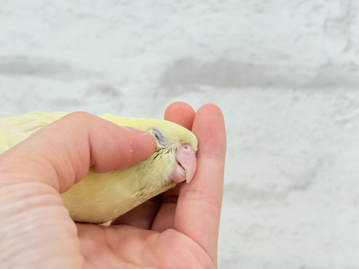 サザナミインコ