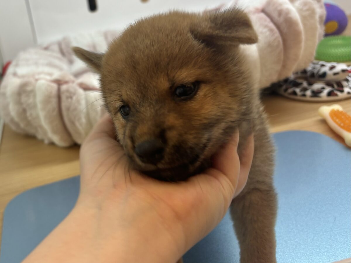 柴犬
