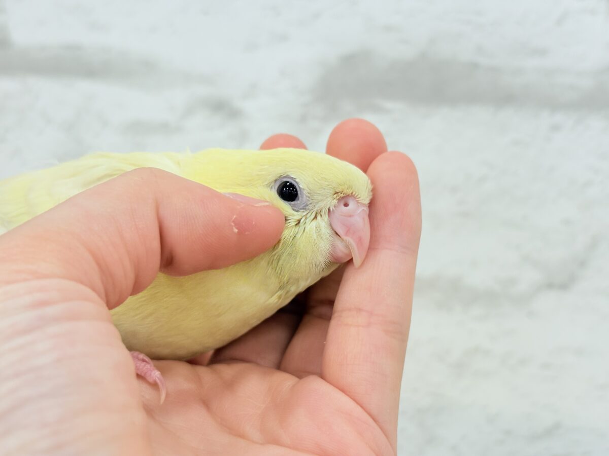 サザナミインコ