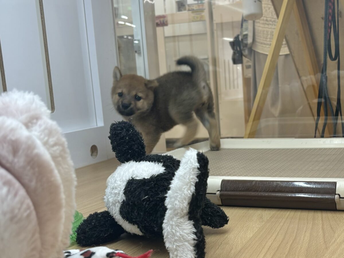 柴犬