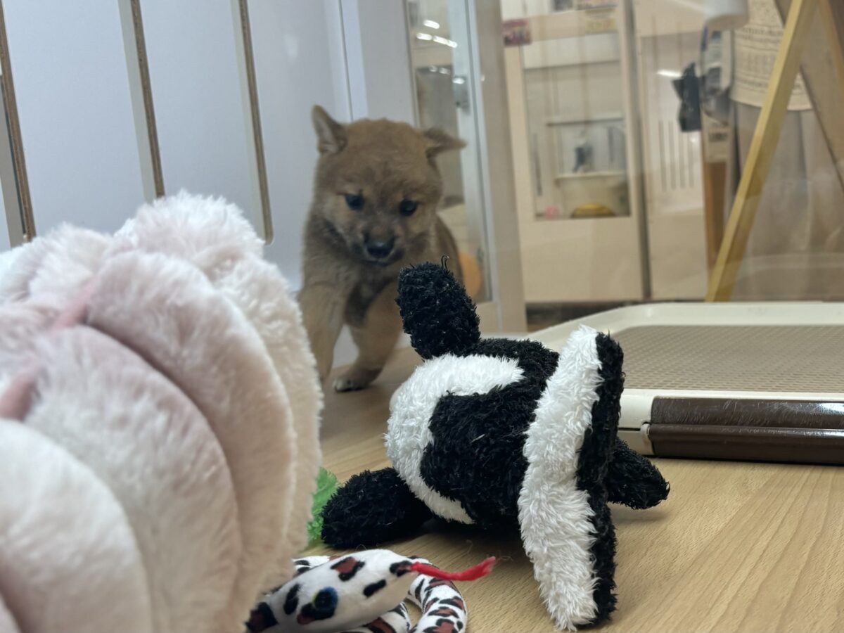 柴犬