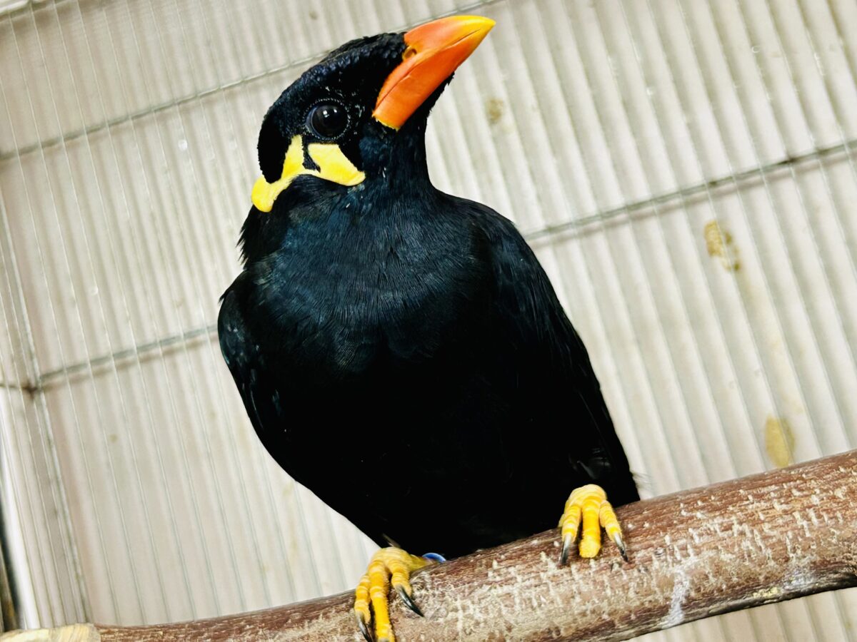 九官鳥（キュウカンチョウ）