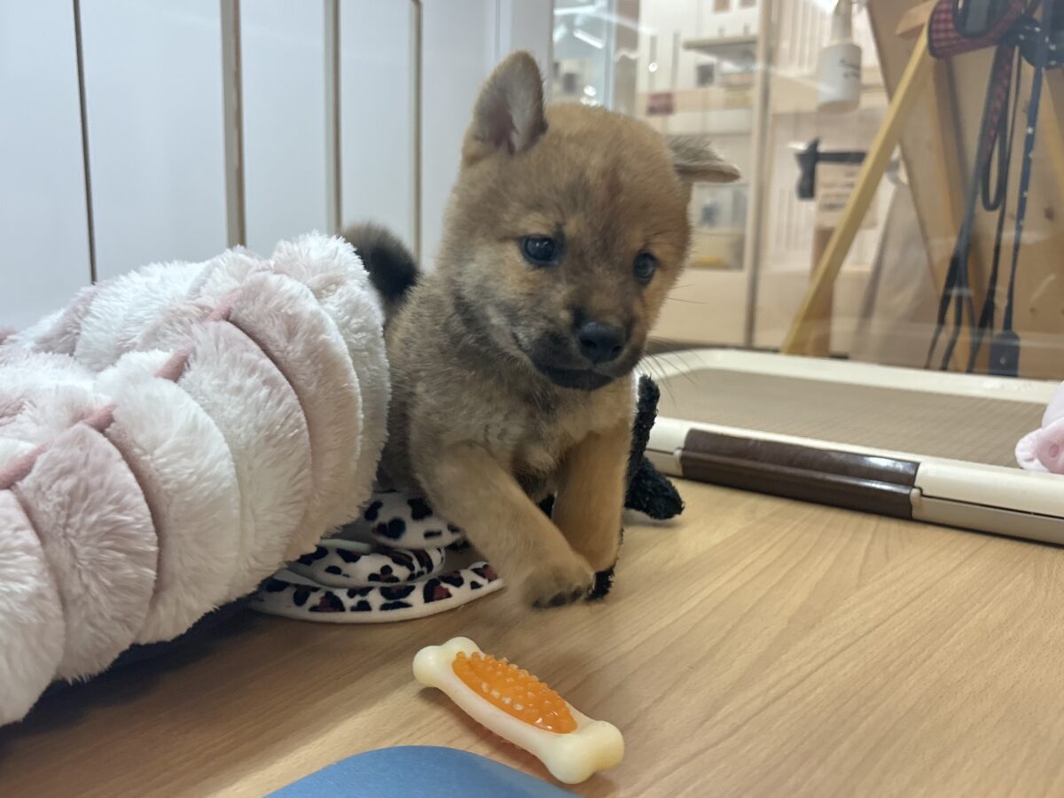 柴犬