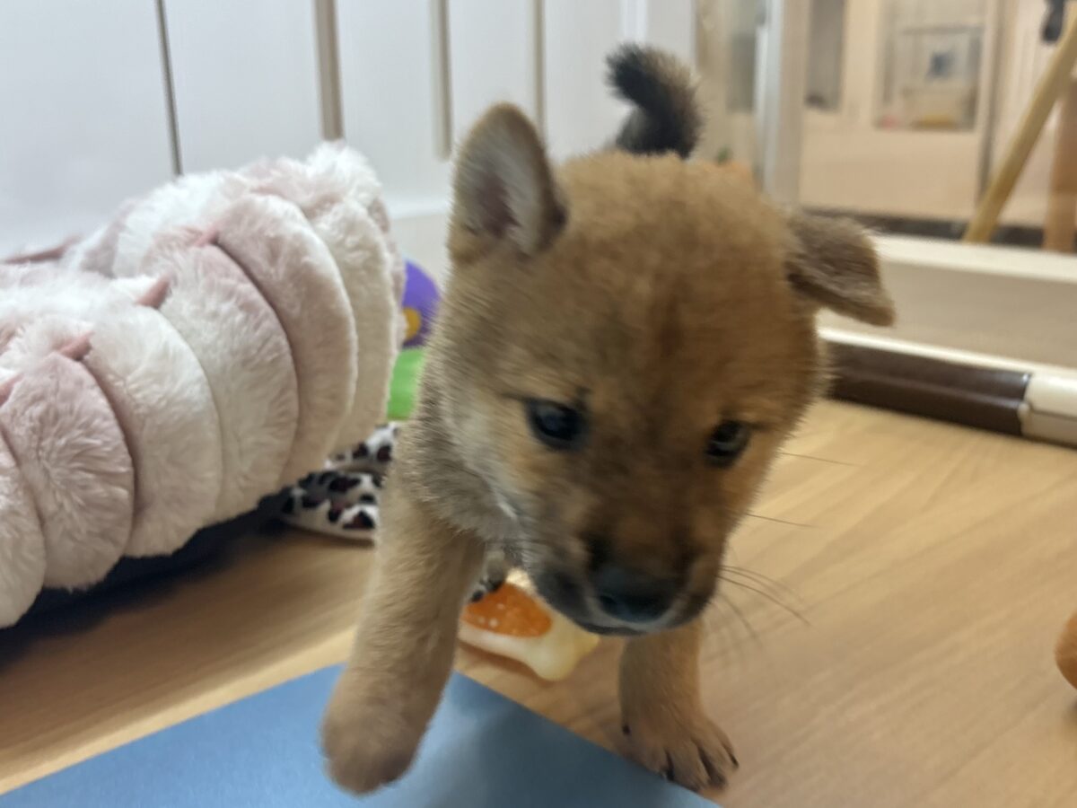 柴犬