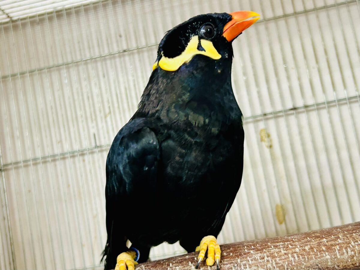 九官鳥（キュウカンチョウ）