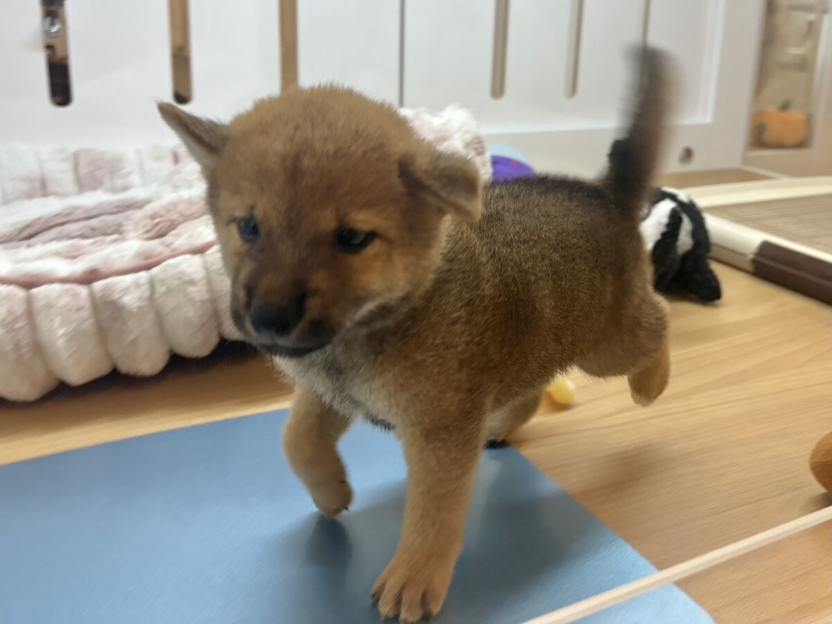 柴犬