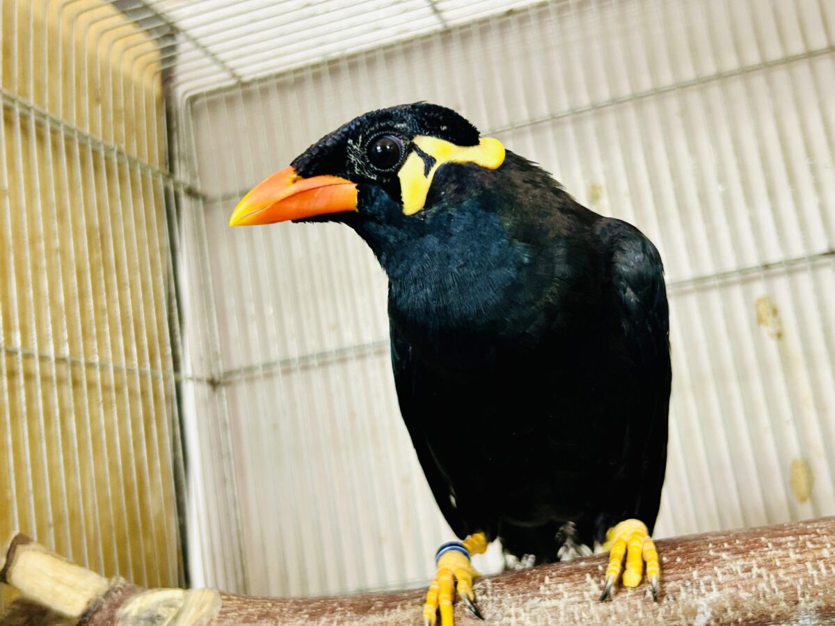 九官鳥（キュウカンチョウ）