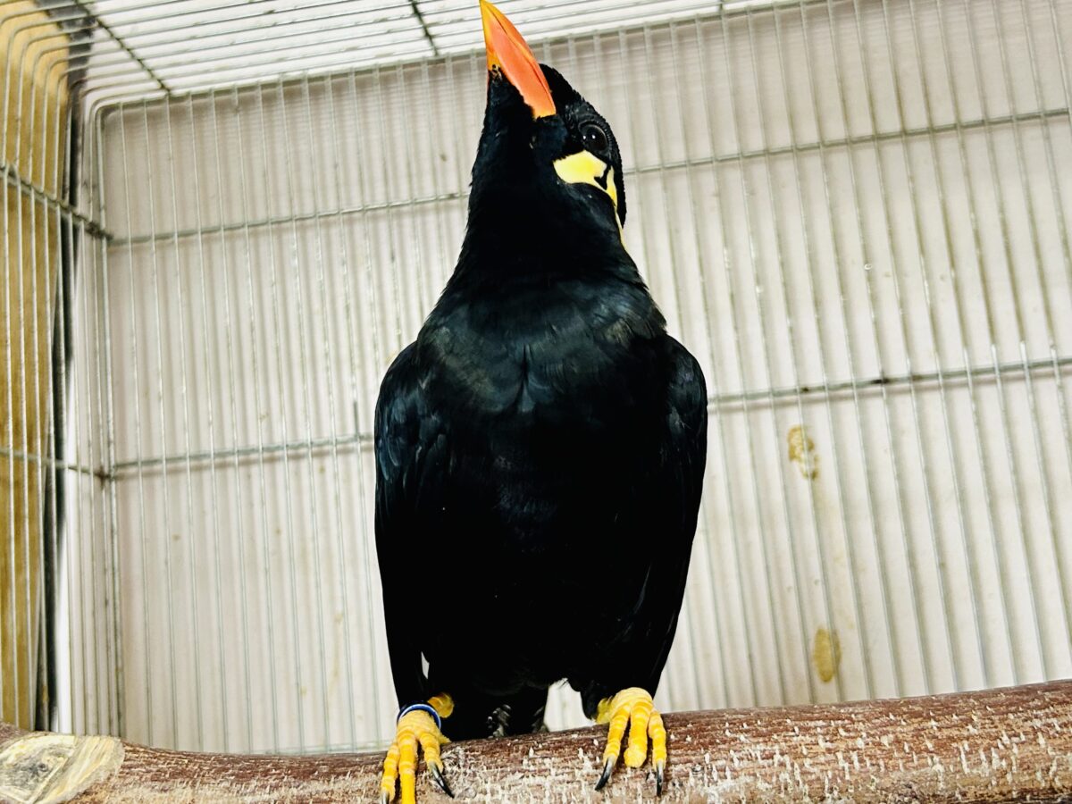 九官鳥（キュウカンチョウ）