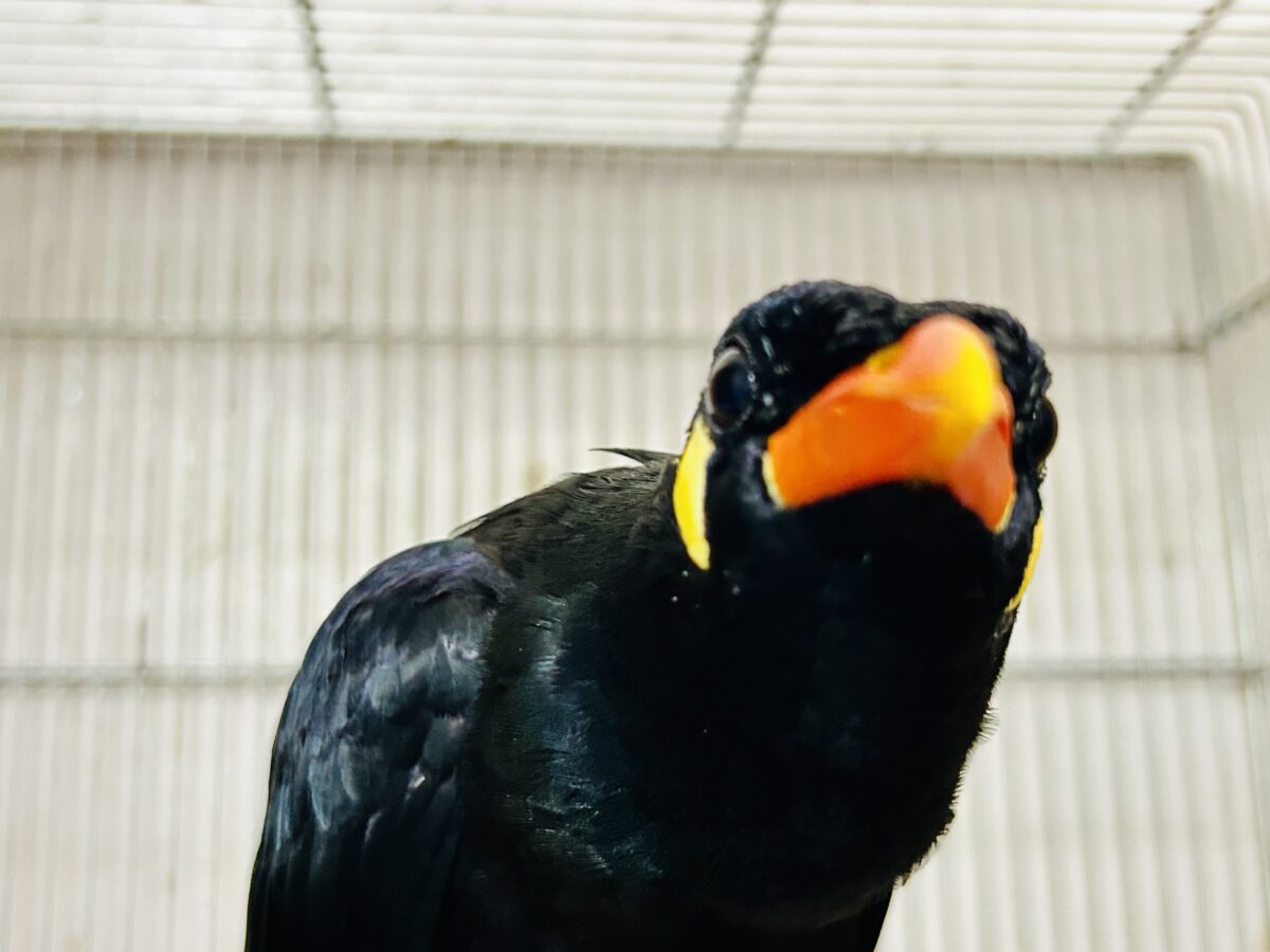 九官鳥（キュウカンチョウ）