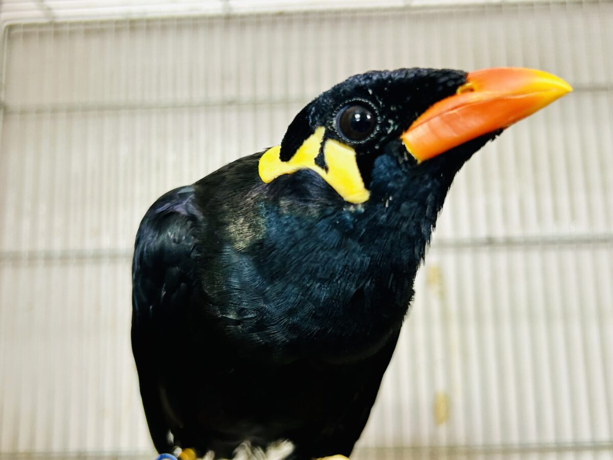 【最新画像更新☆☆】漆黒の翼持つおしゃべり怪獣になるかも？？　九官鳥