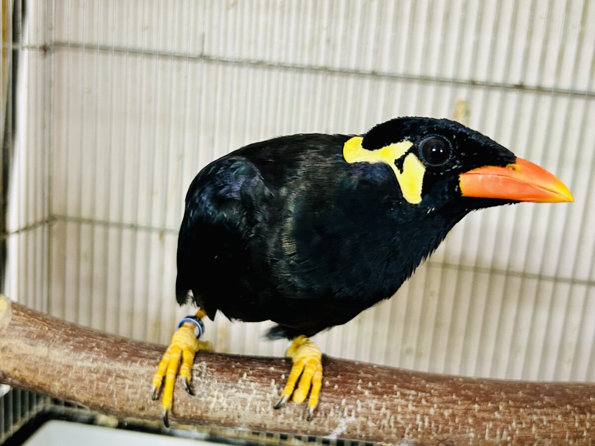 九官鳥（キュウカンチョウ）
