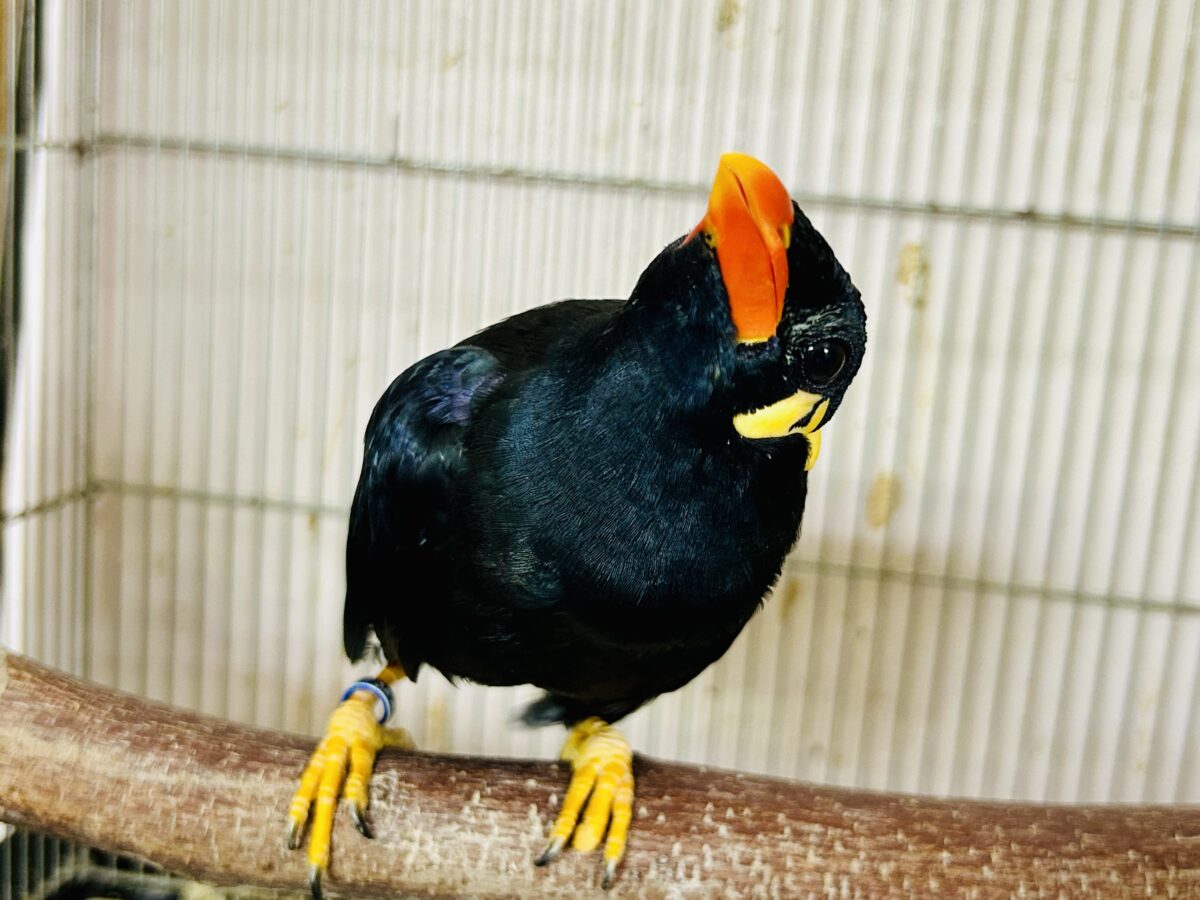 九官鳥（キュウカンチョウ）