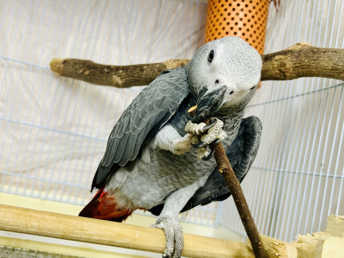 ヨウム