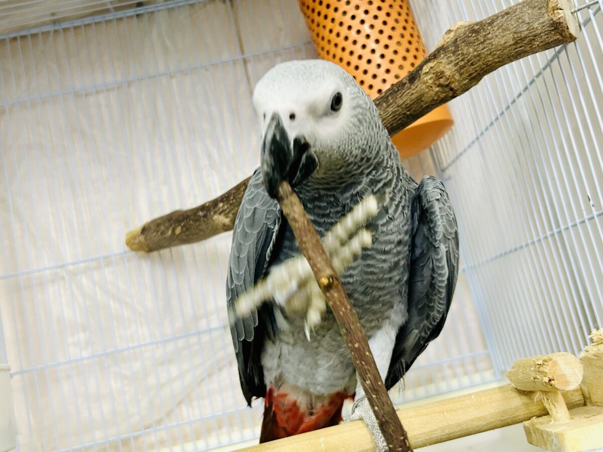 ヨウム