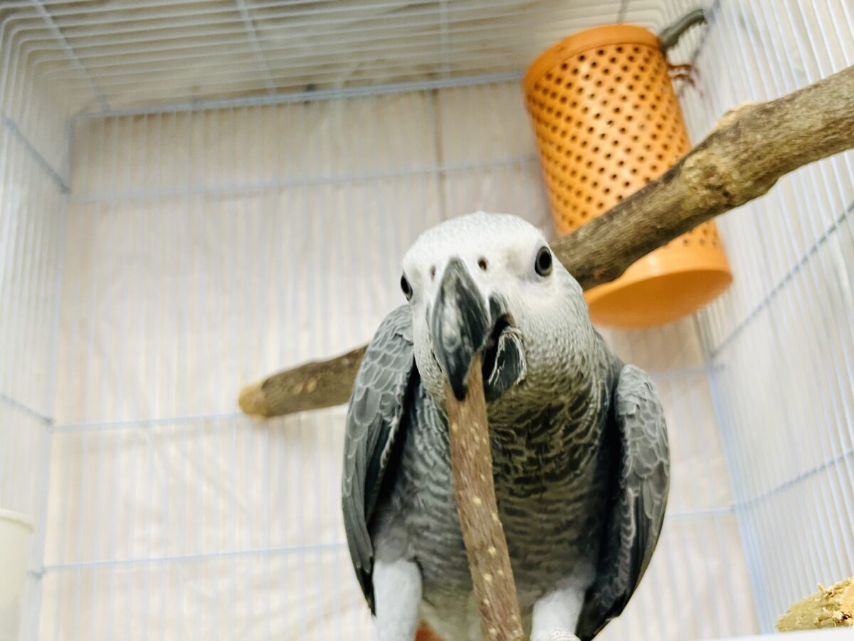 ヨウム