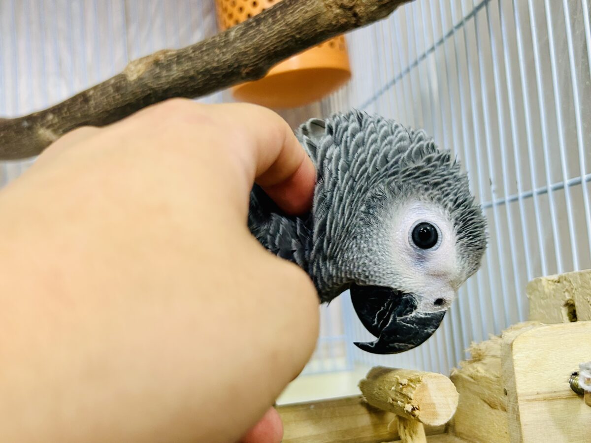 ヨウム