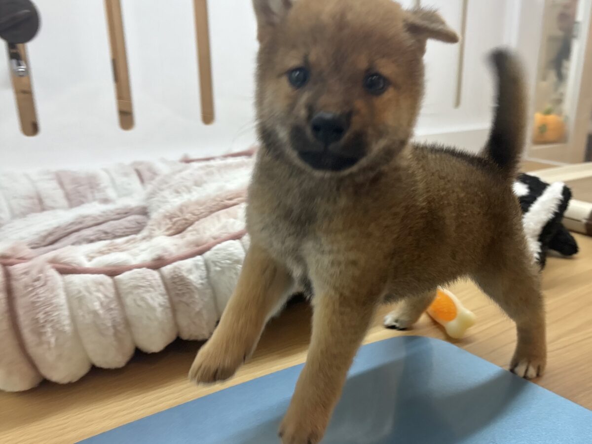 柴犬