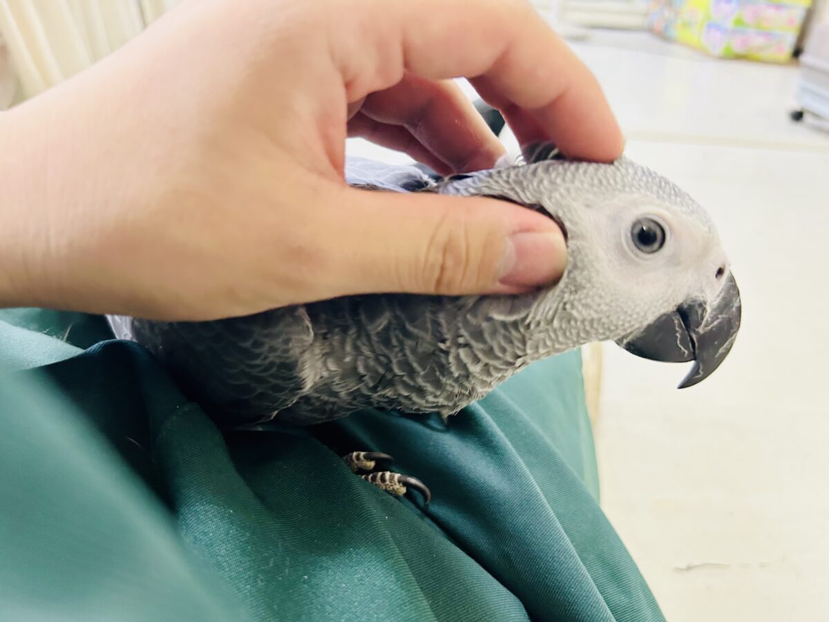 ヨウム