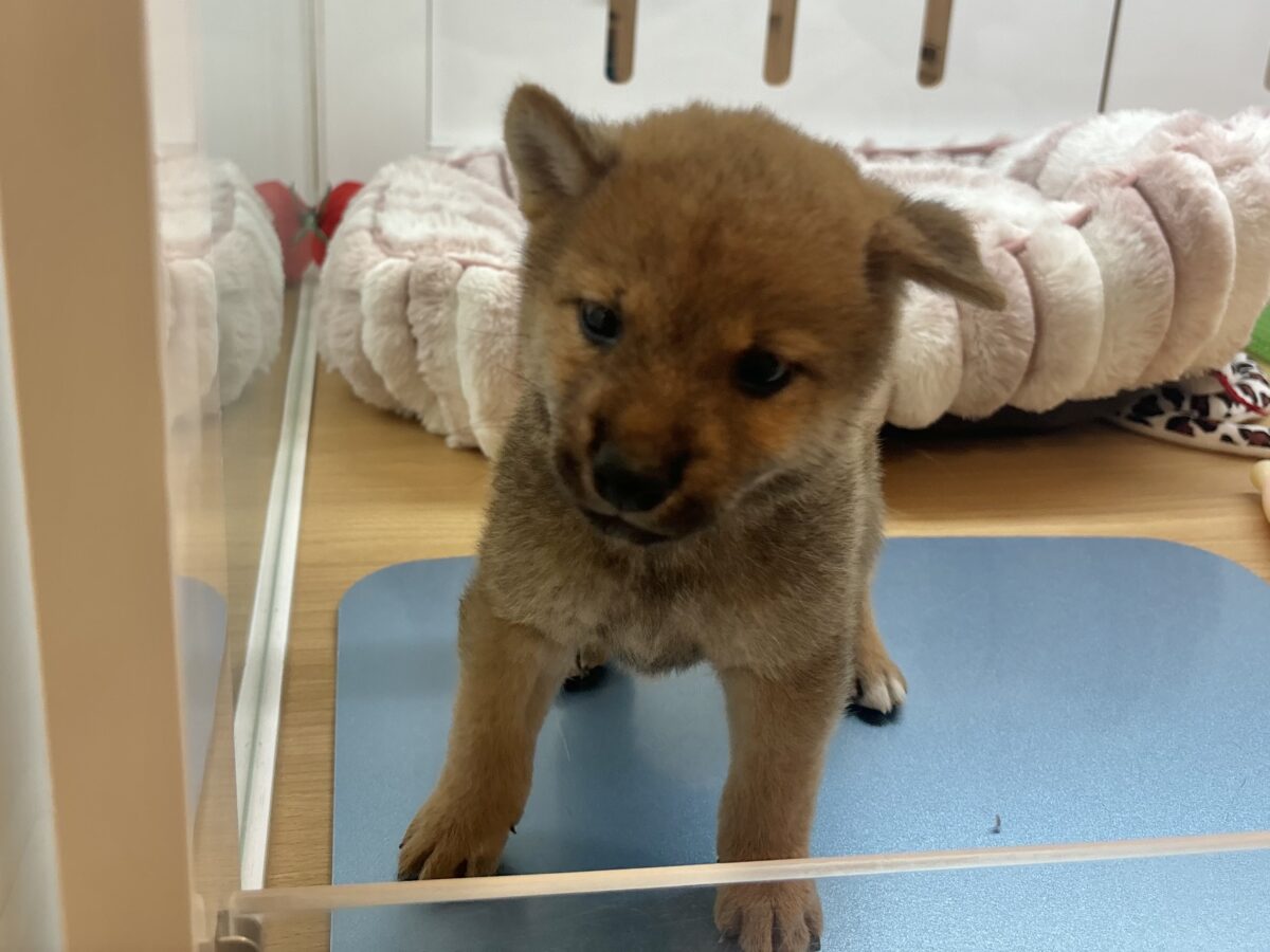 柴犬