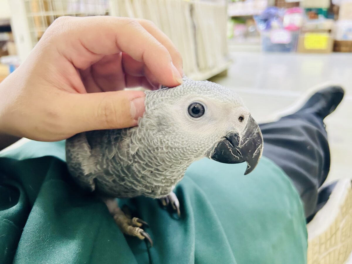 ヨウム
