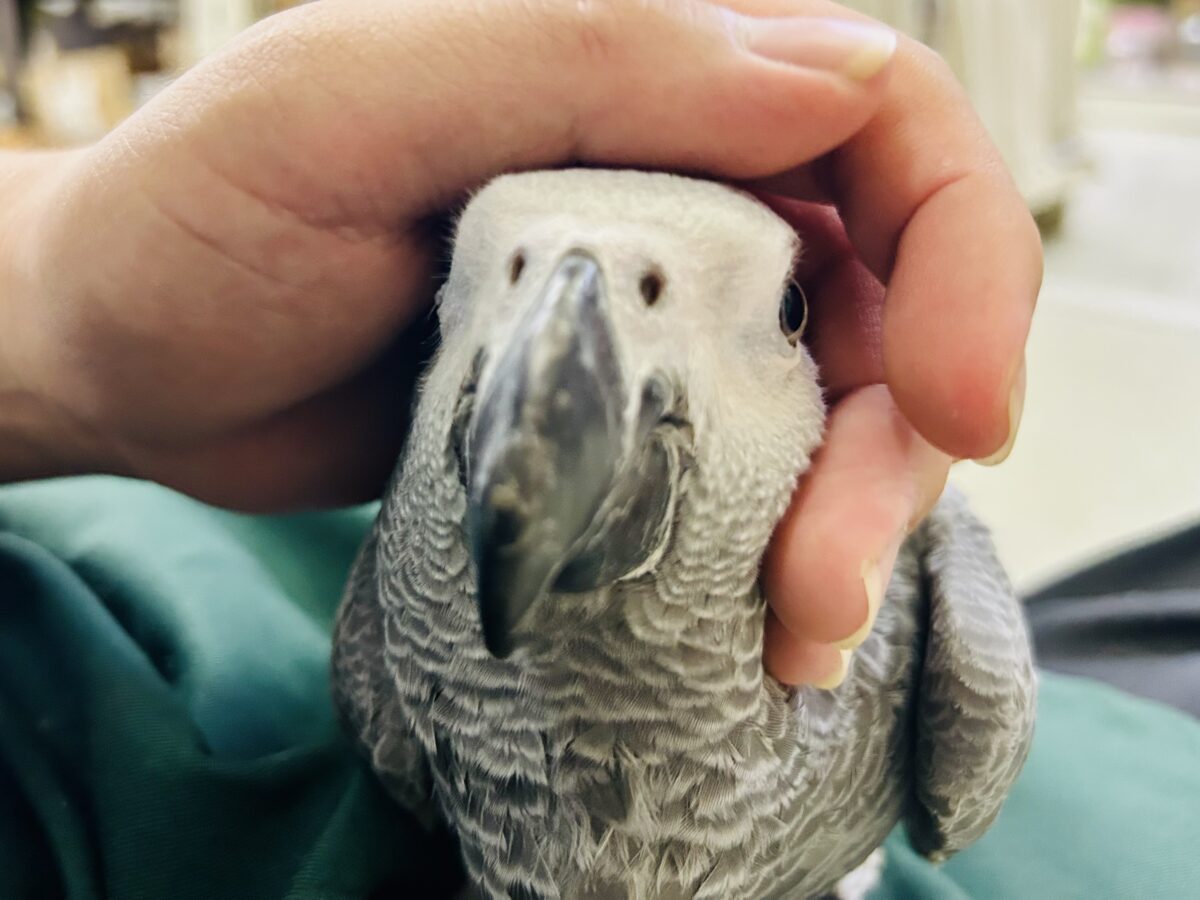 ヨウム