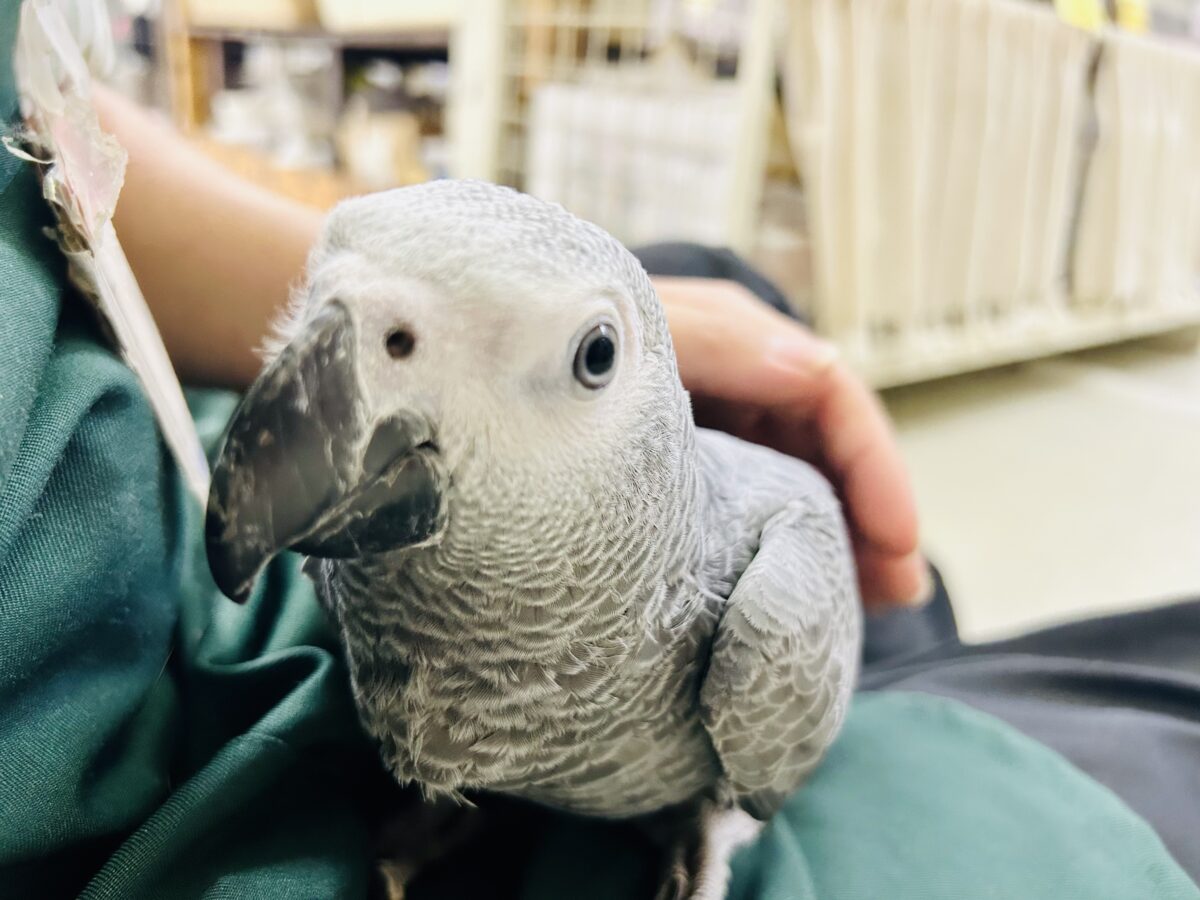 ヨウム