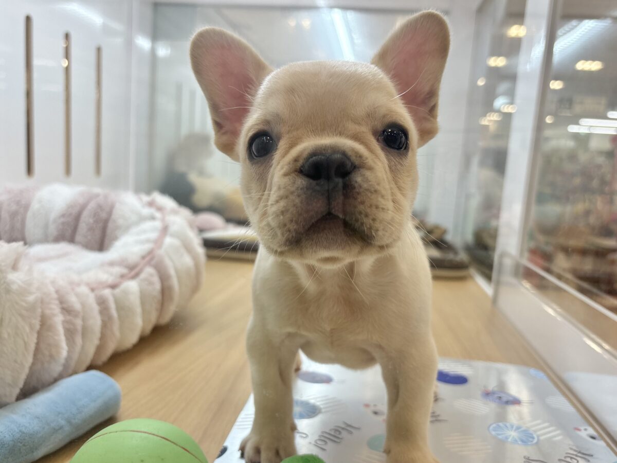 ムチムチキュート炸裂〜!!フレンチブルドッグくん! フレンチブルドッグ