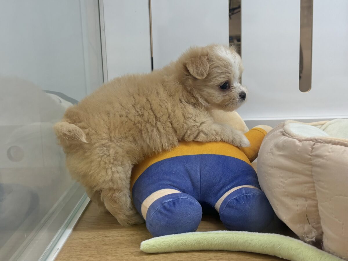チワマル（マルチワ）