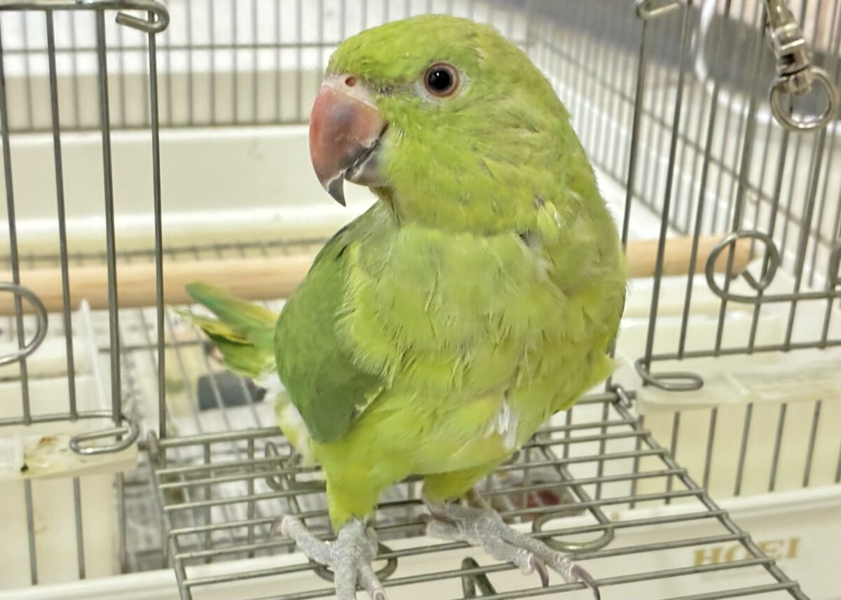 【最新画像更新☆☆】甘えん坊さんがお引越ししてきました～　ワカケホンセイインコ