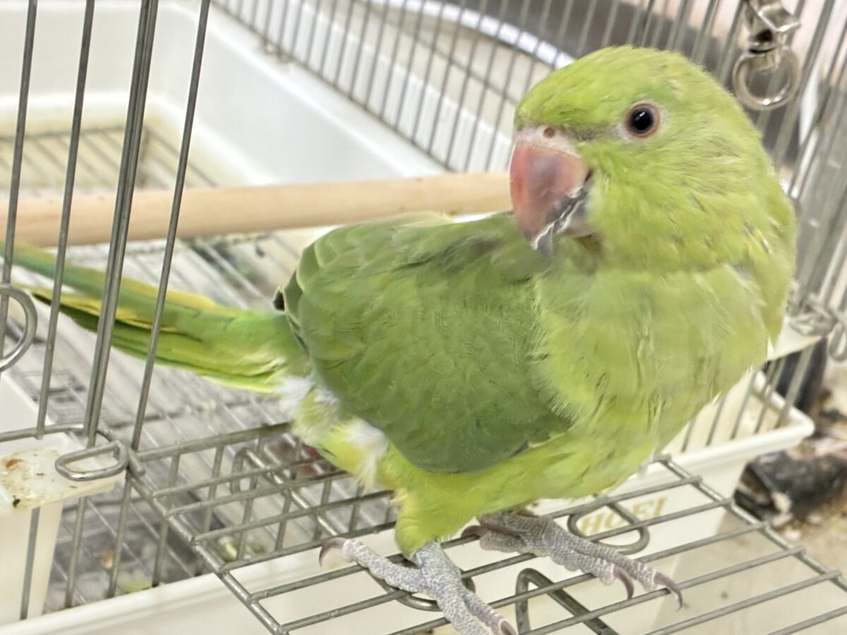ワカケホンセイインコ（月の輪インコ）