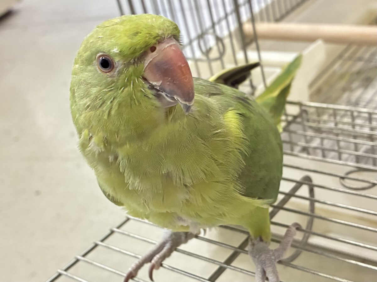 ワカケホンセイインコ（月の輪インコ）