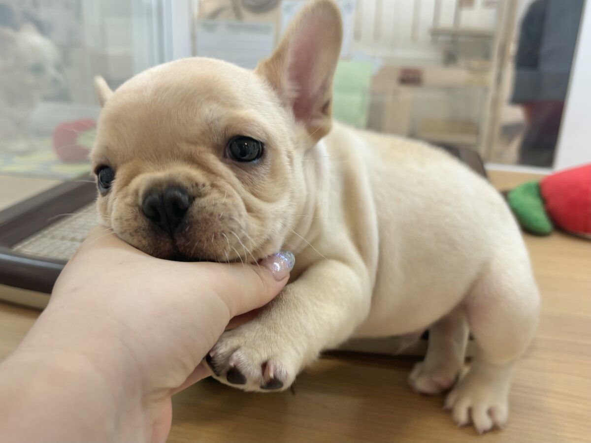 フレンチブルドッグ