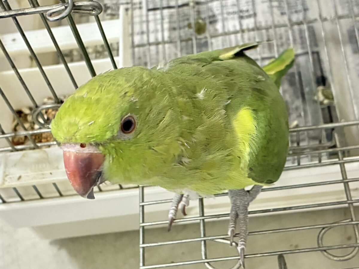 ワカケホンセイインコ（月の輪インコ）