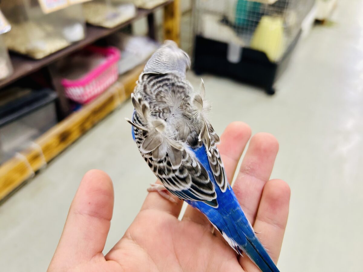 羽衣セキセイインコ