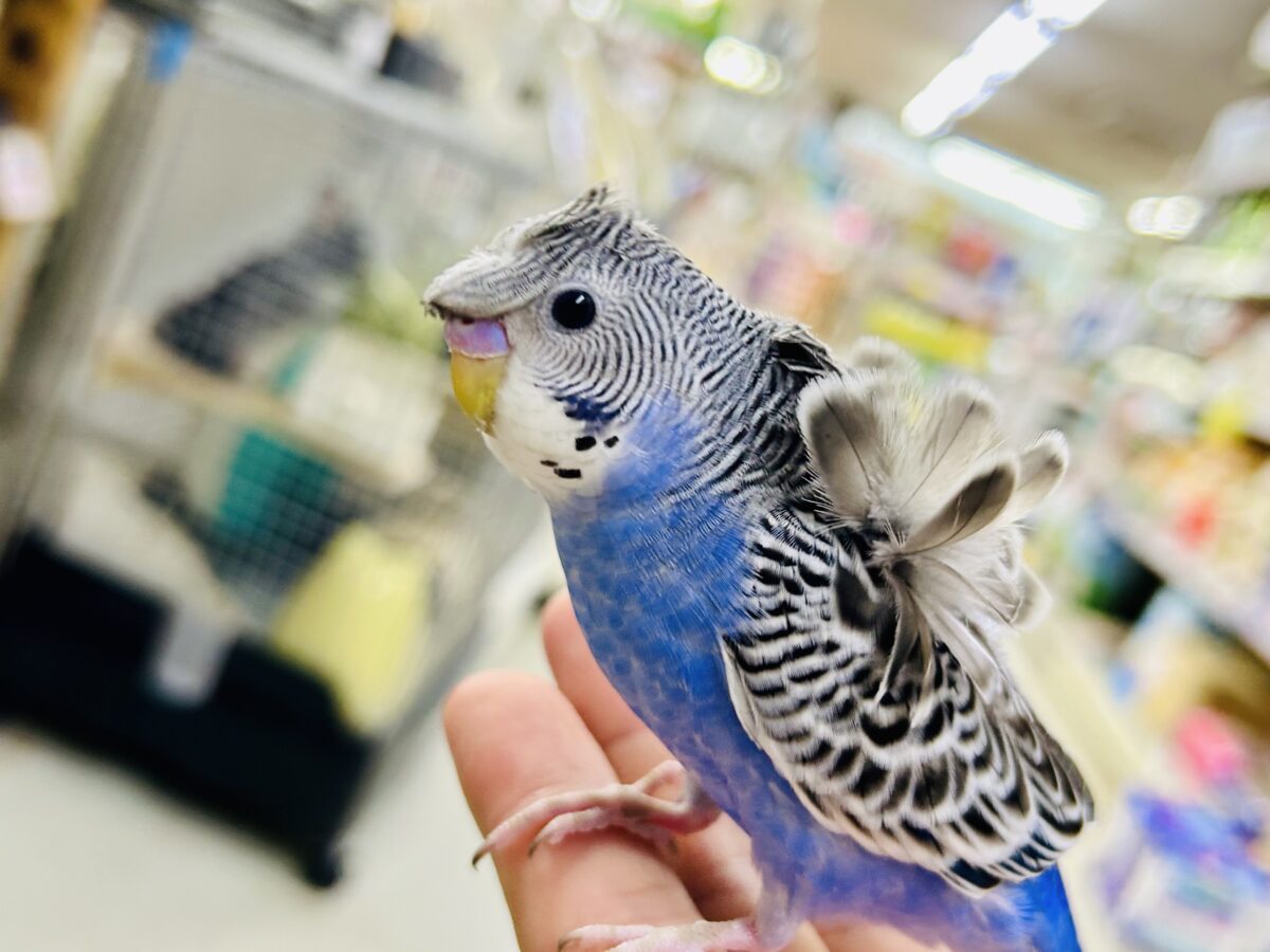 羽衣セキセイインコ