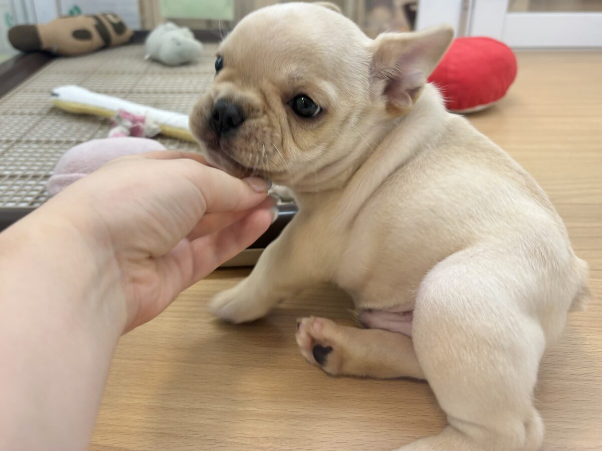 フレンチブルドッグ