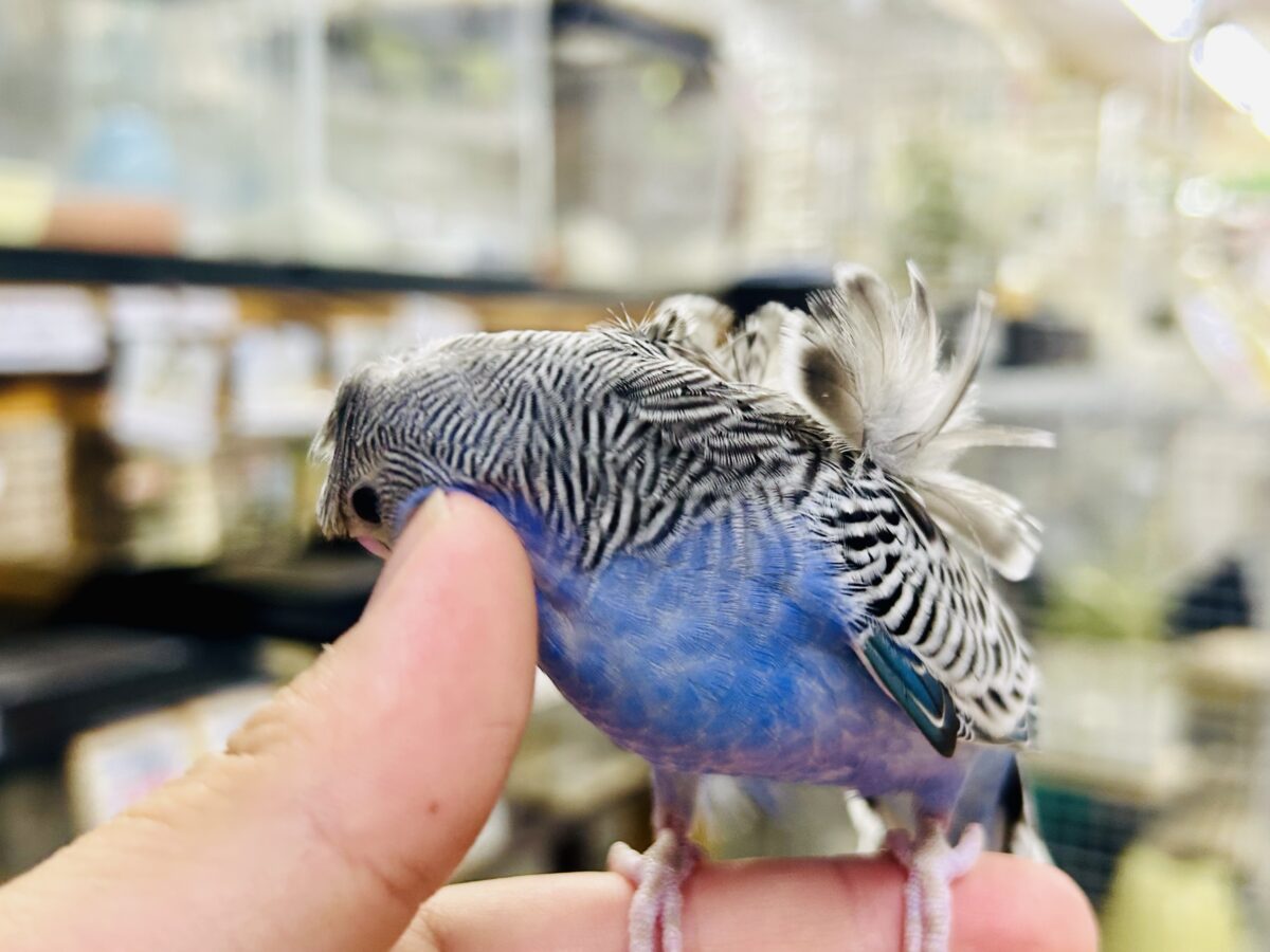 羽衣セキセイインコ