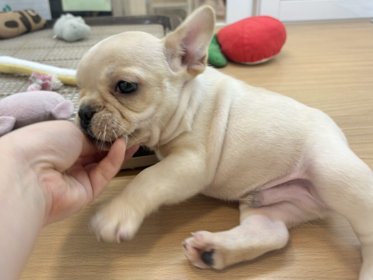 フレンチブルドッグ
