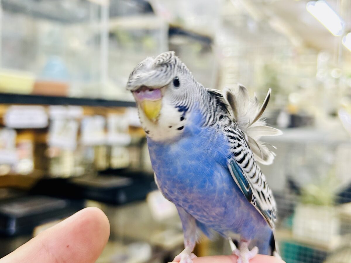 羽衣セキセイインコ