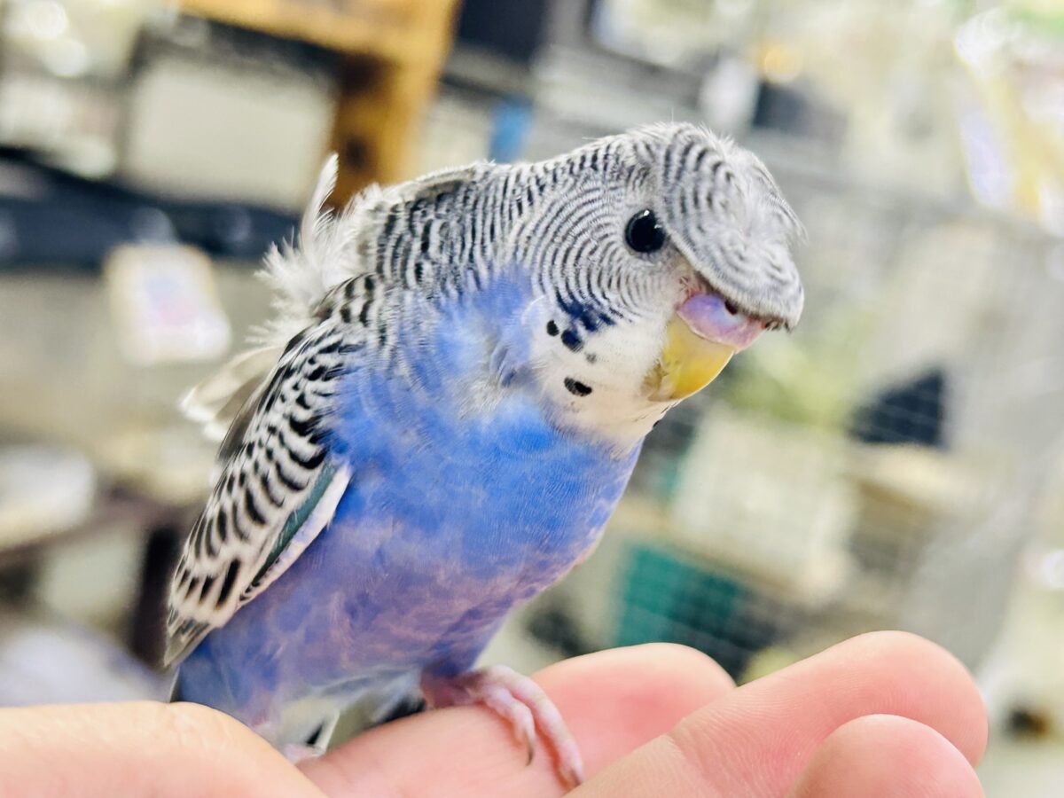✨最新画像更新✨シマ･クル･フワ〜の3️⃣点盛り‼️お待ちっ🙌🏻✨羽衣セキセイインコ(ノーマル/2026年6月生まれ)