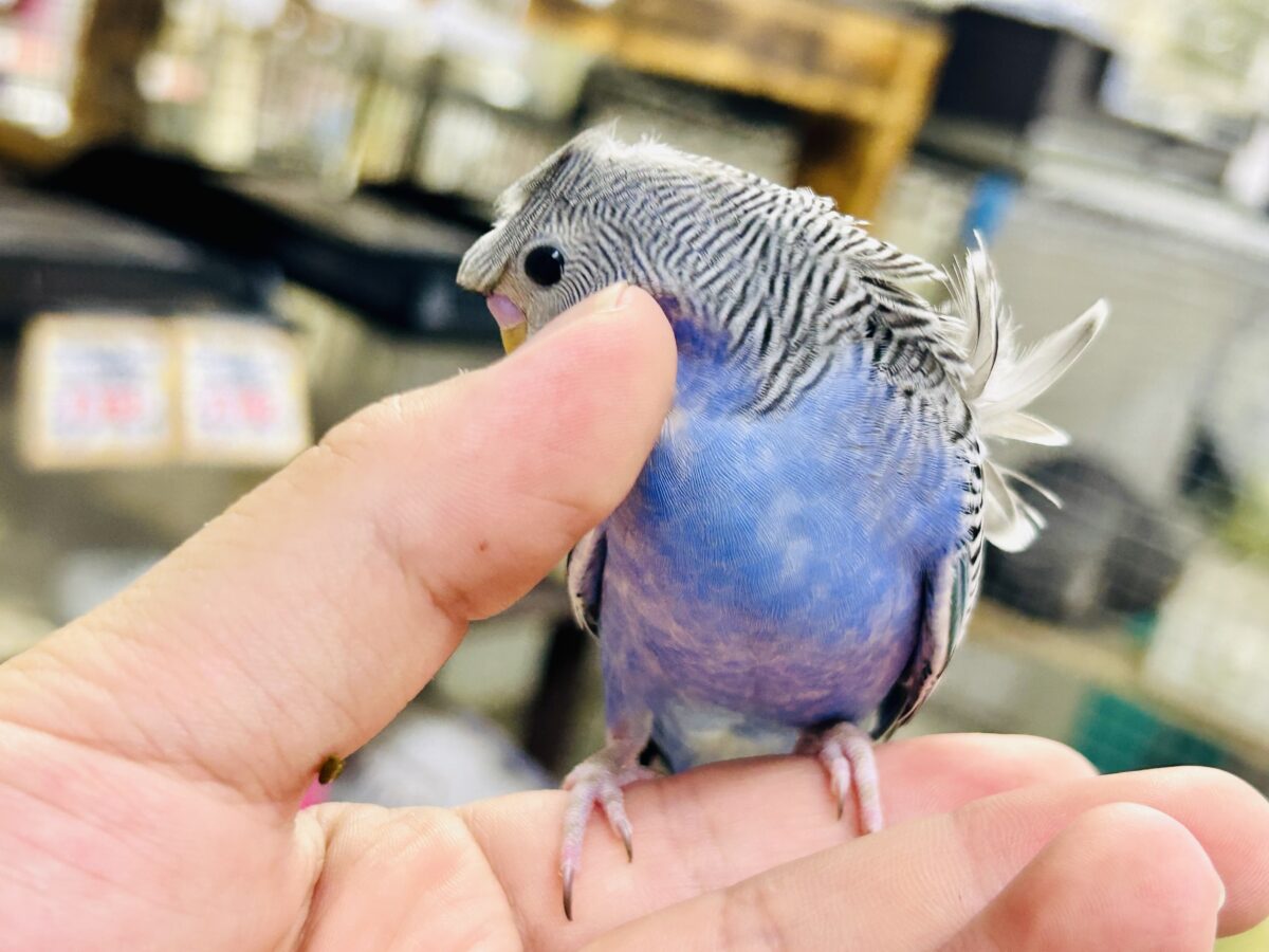 羽衣セキセイインコ