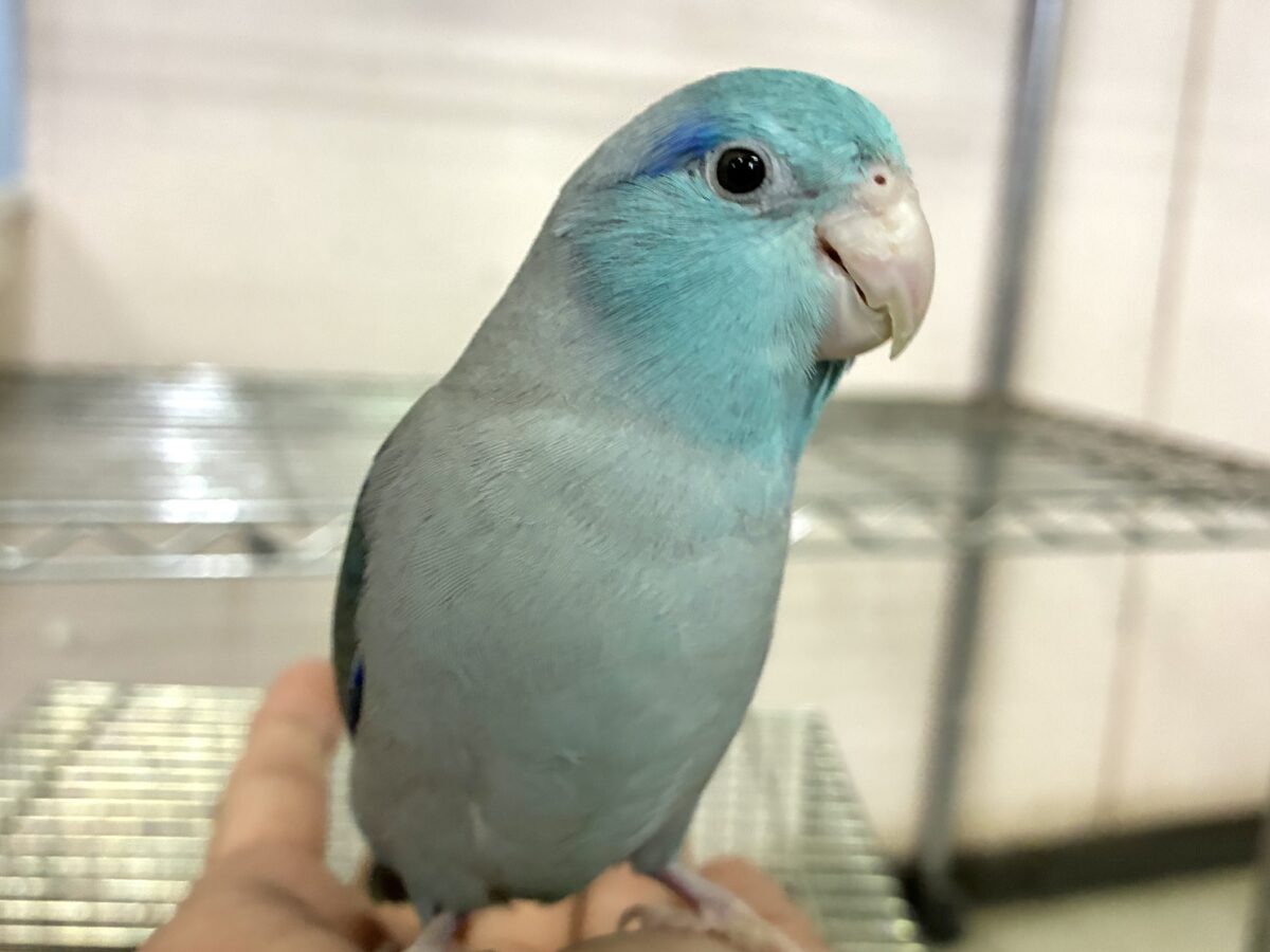 マメルリハ