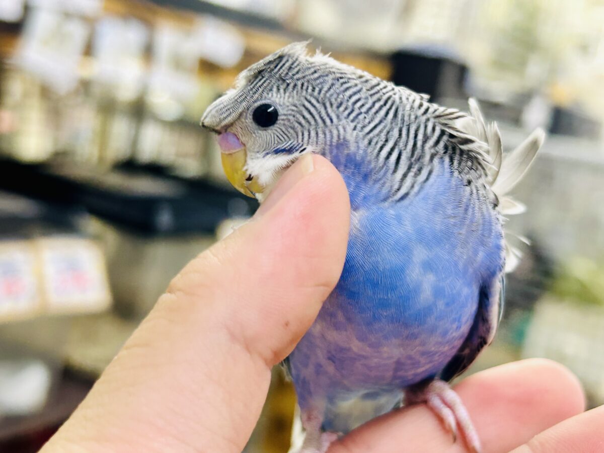 羽衣セキセイインコ