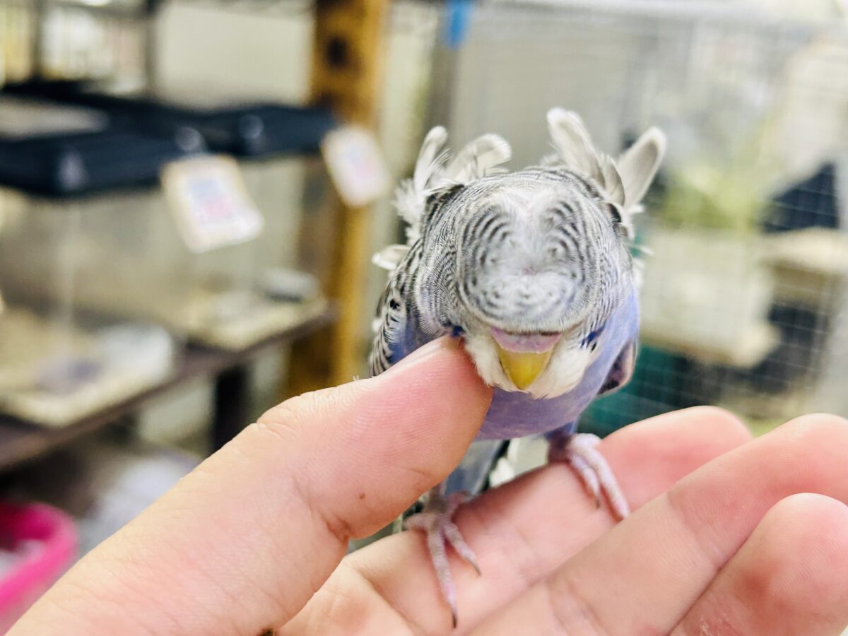 羽衣セキセイインコ